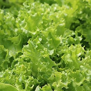 david’s garden seeds lettuce oakleaf tango fba-9423 (green) 200 non-gmo, open pollinated seeds