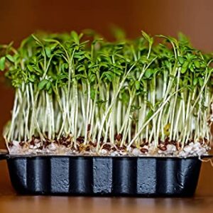 Gaea's Blessing Seeds - Curled Cress Seeds (3.0g) - Non-GMO Seeds with Easy to Follow Planting Instructions - Heirloom Garden Cress - Pepper Cress - 93% Germination Rate