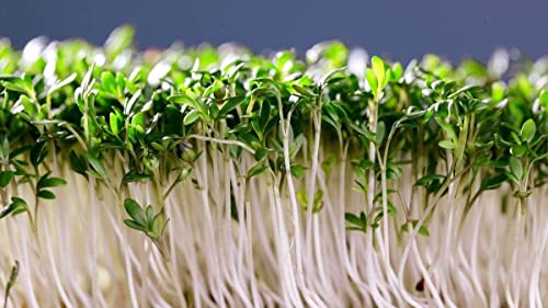 Gaea's Blessing Seeds - Curled Cress Seeds (3.0g) - Non-GMO Seeds with Easy to Follow Planting Instructions - Heirloom Garden Cress - Pepper Cress - 93% Germination Rate