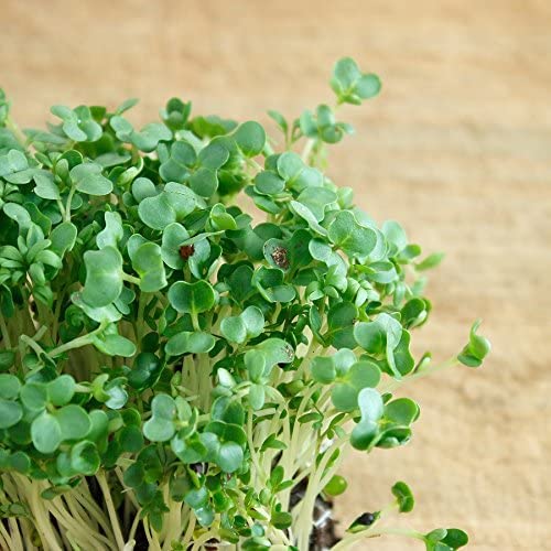 Gaea's Blessing Seeds - Curled Cress Seeds (3.0g) - Non-GMO Seeds with Easy to Follow Planting Instructions - Heirloom Garden Cress - Pepper Cress - 93% Germination Rate