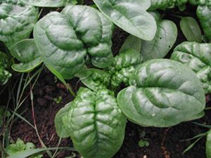 300 bloomsdale long standing spinach seeds heirloom non gmo 3.5+ grams garden vegetable bulk survival
