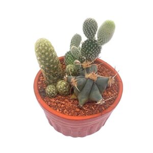cactus garden, 3 different cacti in a 4 inch terracotta ceramic pot, dish liner, assorted cacti, variety assortment, house plant gift