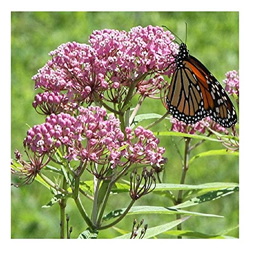 David's Garden Seeds Flower Native Texas Milkweed Swamp Rose 4523 (Pink) 50 Non-GMO, Heirloom Seeds