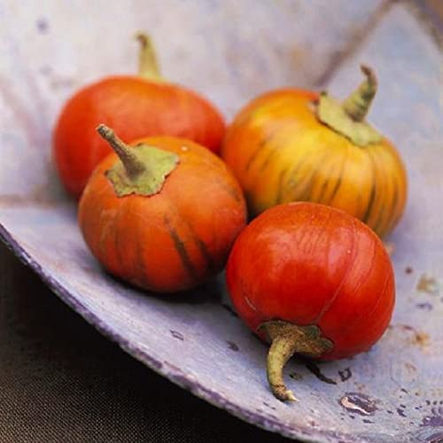 David's Garden Seeds Eggplant Turkish Orange FBA-00065 (Orange) 25 Non-GMO, Heirloom Seeds