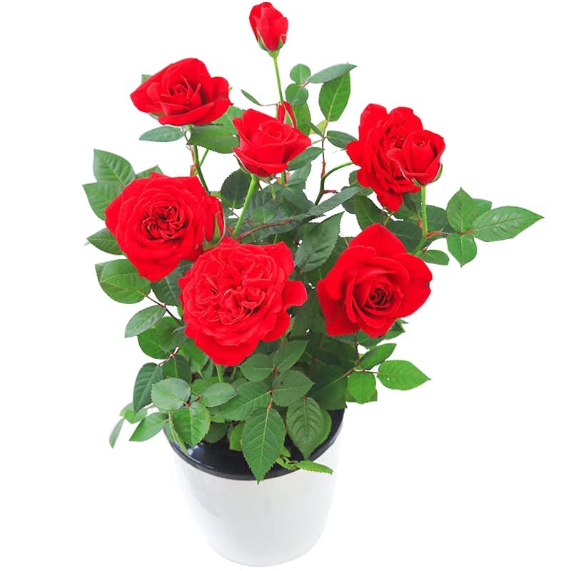 Rose "Carola Rose" Seedlings 2pcs ,Light Red Rose Bush,Rose Hedging,Living Tinged Rose Plant,Perennial Plant Root,Home Garden Yard Decor Blooms This Year,Easy Planting