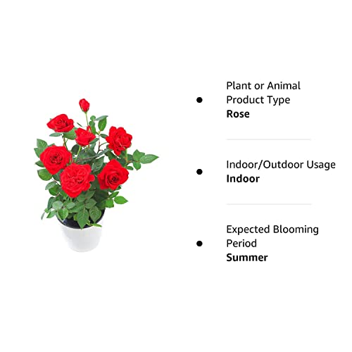 Rose "Carola Rose" Seedlings 2pcs ,Light Red Rose Bush,Rose Hedging,Living Tinged Rose Plant,Perennial Plant Root,Home Garden Yard Decor Blooms This Year,Easy Planting