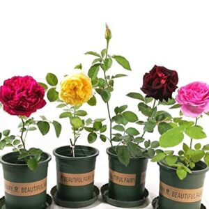 Rose "Carola Rose" Seedlings 2pcs ,Light Red Rose Bush,Rose Hedging,Living Tinged Rose Plant,Perennial Plant Root,Home Garden Yard Decor Blooms This Year,Easy Planting