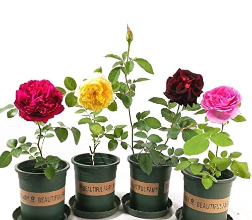 Rose "Carola Rose" Seedlings 2pcs ,Light Red Rose Bush,Rose Hedging,Living Tinged Rose Plant,Perennial Plant Root,Home Garden Yard Decor Blooms This Year,Easy Planting