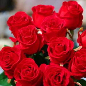 Rose "Carola Rose" Seedlings 2pcs ,Light Red Rose Bush,Rose Hedging,Living Tinged Rose Plant,Perennial Plant Root,Home Garden Yard Decor Blooms This Year,Easy Planting