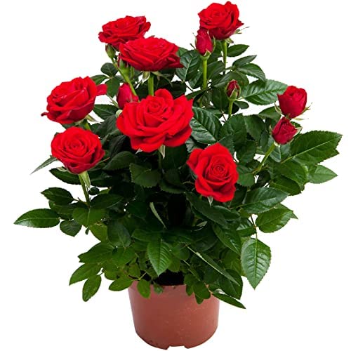 Rose "Carola Rose" Seedlings 2pcs ,Light Red Rose Bush,Rose Hedging,Living Tinged Rose Plant,Perennial Plant Root,Home Garden Yard Decor Blooms This Year,Easy Planting