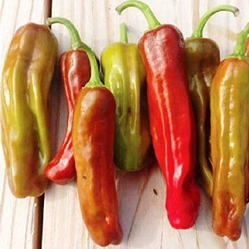 David's Garden Seeds Pepper Specialty Pepperoncini Sweet Greek Golden 7899 (Gold) 25 Non-GMO, Heirloom Seeds