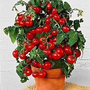 dwarf cherry tomato bush seeds | 100+ seeds | grow your own food | good yield of delicious cherry tomatos