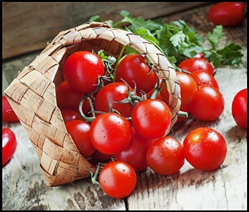 Dwarf Cherry Tomato Bush Seeds | 100+ Seeds | Grow Your Own Food | Good Yield of Delicious Cherry Tomatos