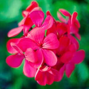 Geraniums Seeds Heat Tolerant Easy to Grow Annual Fragrant Edible Low Maintenance Bed Border Container Indoor Outdoor 200Pcs Mixed Colors Flower Seeds by YEGAOL Garden