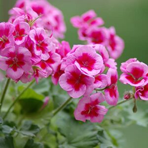 Geraniums Seeds Heat Tolerant Easy to Grow Annual Fragrant Edible Low Maintenance Bed Border Container Indoor Outdoor 200Pcs Mixed Colors Flower Seeds by YEGAOL Garden