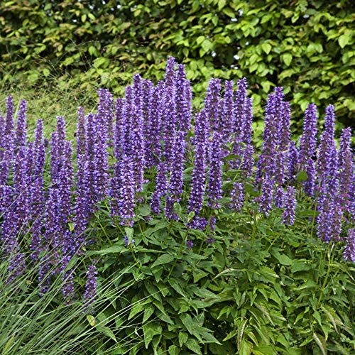 Outsidepride Agastache Rugosa Korean Mint Garden Plant Herb Seeds - 500 Seeds