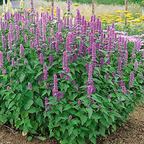 Outsidepride Agastache Rugosa Korean Mint Garden Plant Herb Seeds - 500 Seeds