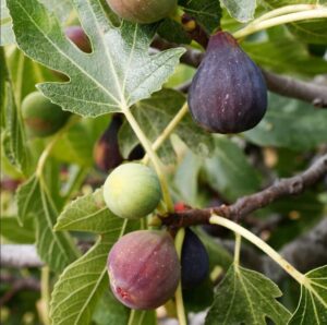 2 fig trees celeste large fig fruit plant 20 inches ornaments perennial garden simple to grow pots