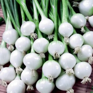 500 barletta onion seeds for planting short day italian heirloom onion. non gmo 2 grams garden vegetable bulk survival pearl onion