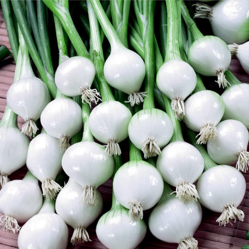 500 Barletta Onion Seeds for Planting Short Day Italian Heirloom Onion. Non GMO 2 Grams Garden Vegetable Bulk Survival Pearl Onion