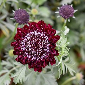 outsidepride annual scabiosa red pincushion garden cut flowers for arrangements, drying, & pressing – 200 seeds