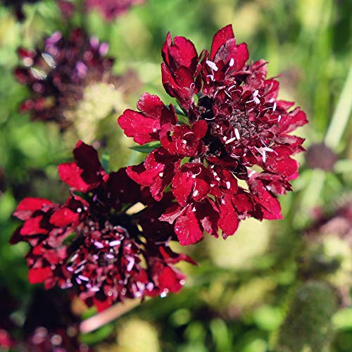 Outsidepride Annual Scabiosa Red Pincushion Garden Cut Flowers for Arrangements, Drying, & Pressing - 200 Seeds