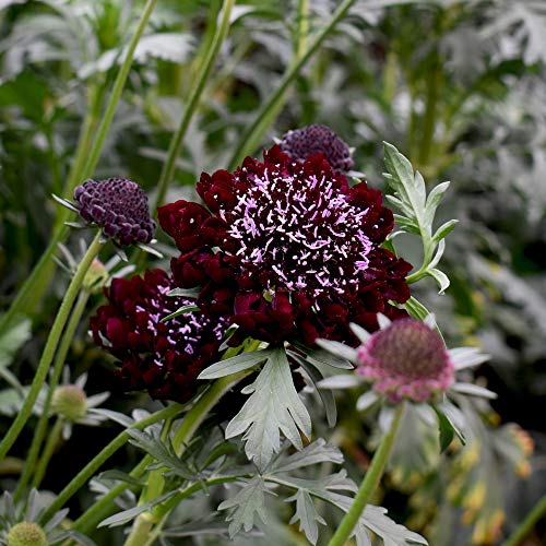 Outsidepride Annual Scabiosa Red Pincushion Garden Cut Flowers for Arrangements, Drying, & Pressing - 200 Seeds