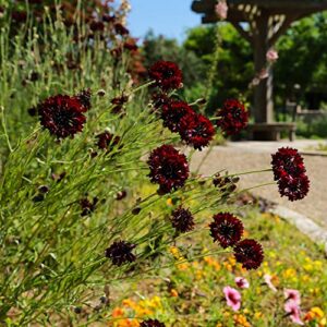 Outsidepride Annual Scabiosa Red Pincushion Garden Cut Flowers for Arrangements, Drying, & Pressing - 200 Seeds