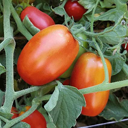 "Italian Roma" Tomato Seeds for Planting, 25+ Heirloom Seeds Per Packet, (Isla's Garden Seeds), Non GMO Seeds, Botanical Name: Solanum lycopersicum, Great Home Garden Gift