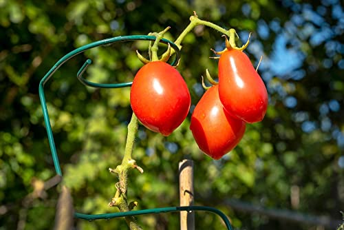 "Italian Roma" Tomato Seeds for Planting, 25+ Heirloom Seeds Per Packet, (Isla's Garden Seeds), Non GMO Seeds, Botanical Name: Solanum lycopersicum, Great Home Garden Gift