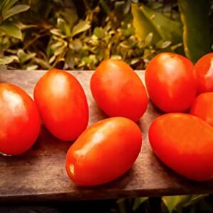 "Italian Roma" Tomato Seeds for Planting, 25+ Heirloom Seeds Per Packet, (Isla's Garden Seeds), Non GMO Seeds, Botanical Name: Solanum lycopersicum, Great Home Garden Gift