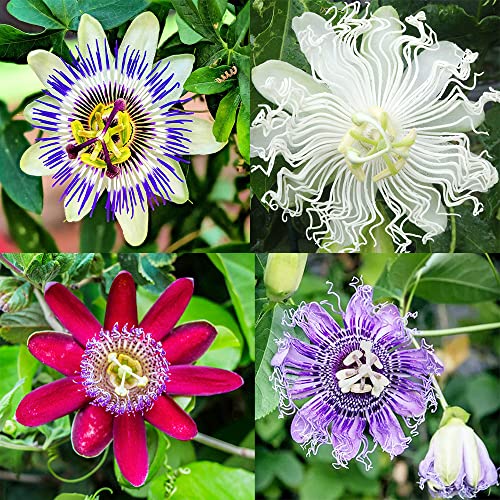 QAUZUY GARDEN 10 Rare Passiflora incarnata Maypop Seeds Mixed Color- Beautiful Passion Vine Fruit Flower Seeds - Tropical Climbing Exotic Vine - Great Gardening Gift