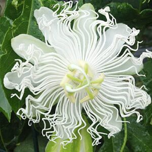 QAUZUY GARDEN 10 Rare Passiflora incarnata Maypop Seeds Mixed Color- Beautiful Passion Vine Fruit Flower Seeds - Tropical Climbing Exotic Vine - Great Gardening Gift