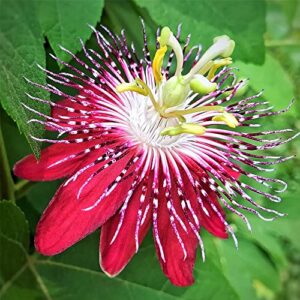 QAUZUY GARDEN 10 Rare Passiflora incarnata Maypop Seeds Mixed Color- Beautiful Passion Vine Fruit Flower Seeds - Tropical Climbing Exotic Vine - Great Gardening Gift