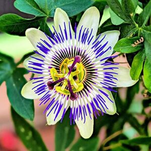 QAUZUY GARDEN 10 Rare Passiflora incarnata Maypop Seeds Mixed Color- Beautiful Passion Vine Fruit Flower Seeds - Tropical Climbing Exotic Vine - Great Gardening Gift