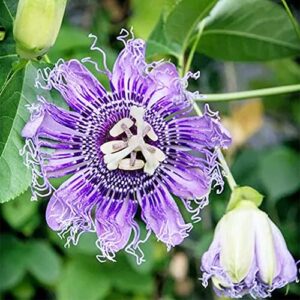 QAUZUY GARDEN 10 Rare Passiflora incarnata Maypop Seeds Mixed Color- Beautiful Passion Vine Fruit Flower Seeds - Tropical Climbing Exotic Vine - Great Gardening Gift