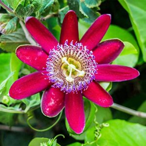 QAUZUY GARDEN 10 Rare Passiflora incarnata Maypop Seeds Mixed Color- Beautiful Passion Vine Fruit Flower Seeds - Tropical Climbing Exotic Vine - Great Gardening Gift