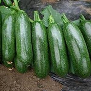 Squash,Squash Long Dark Green Seeds, Heirloom, 20 Seeds, Non GMO