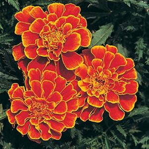 david’s garden seeds flower marigold queen sophia 1278 (orange) 100 non-gmo, heirloom seeds