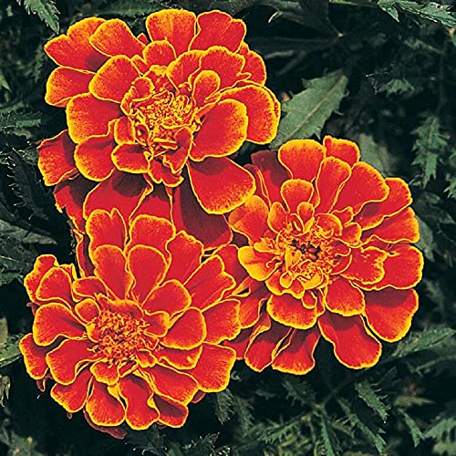 David's Garden Seeds Flower Marigold Queen Sophia 1278 (Orange) 100 Non-GMO, Heirloom Seeds