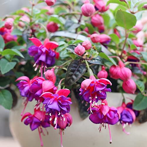 Fuchsia 'Dark Eyes' Seeds Attracts Hummingbirds Easy to Care Exotic Container Hanging Basket Patio Balcony Indoor Outdoor 100Pcs Flower Seeds by YEGAOL Garden