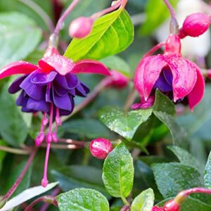 Fuchsia 'Dark Eyes' Seeds Attracts Hummingbirds Easy to Care Exotic Container Hanging Basket Patio Balcony Indoor Outdoor 100Pcs Flower Seeds by YEGAOL Garden