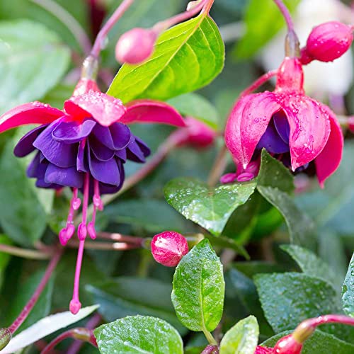 Fuchsia 'Dark Eyes' Seeds Attracts Hummingbirds Easy to Care Exotic Container Hanging Basket Patio Balcony Indoor Outdoor 100Pcs Flower Seeds by YEGAOL Garden