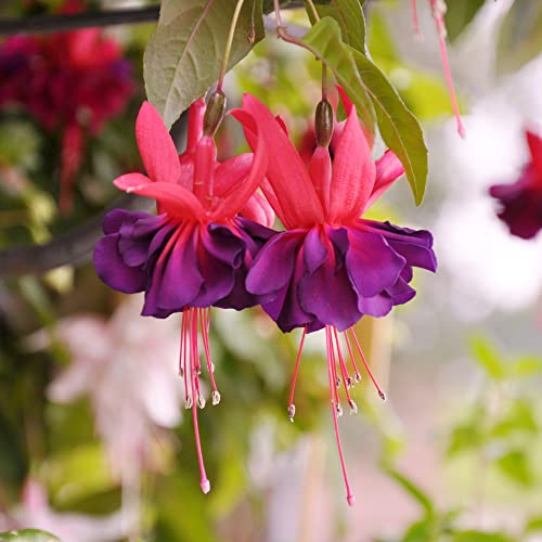 Fuchsia 'Dark Eyes' Seeds Attracts Hummingbirds Easy to Care Exotic Container Hanging Basket Patio Balcony Indoor Outdoor 100Pcs Flower Seeds by YEGAOL Garden