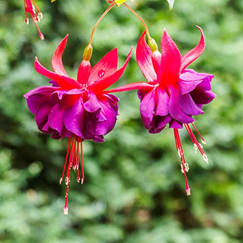 Fuchsia 'Dark Eyes' Seeds Attracts Hummingbirds Easy to Care Exotic Container Hanging Basket Patio Balcony Indoor Outdoor 100Pcs Flower Seeds by YEGAOL Garden