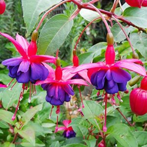 Fuchsia 'Dark Eyes' Seeds Attracts Hummingbirds Easy to Care Exotic Container Hanging Basket Patio Balcony Indoor Outdoor 100Pcs Flower Seeds by YEGAOL Garden