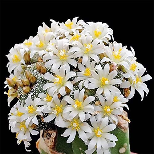 QAUZUY GARDEN 50 Rare Cactus Seeds Blossfeldia Liliputiana - Exotic Perennial Succulent Plants Seeds - Striking Houseplant Indoor Outdoor Container Plant