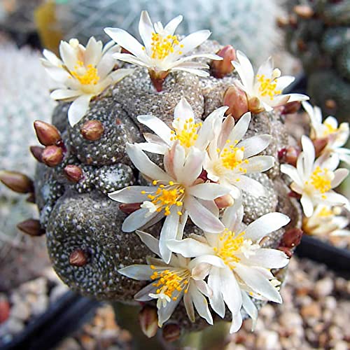 QAUZUY GARDEN 50 Rare Cactus Seeds Blossfeldia Liliputiana - Exotic Perennial Succulent Plants Seeds - Striking Houseplant Indoor Outdoor Container Plant