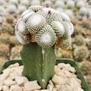 QAUZUY GARDEN 50 Rare Cactus Seeds Blossfeldia Liliputiana - Exotic Perennial Succulent Plants Seeds - Striking Houseplant Indoor Outdoor Container Plant