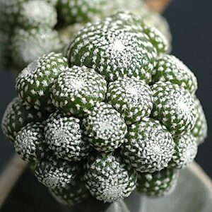 QAUZUY GARDEN 50 Rare Cactus Seeds Blossfeldia Liliputiana - Exotic Perennial Succulent Plants Seeds - Striking Houseplant Indoor Outdoor Container Plant